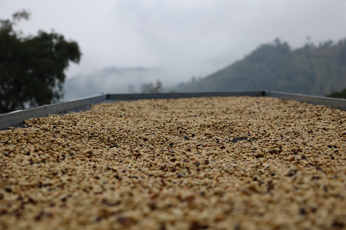 Kaffee trocknet auf erhöhten Betten im nebligen Hochland