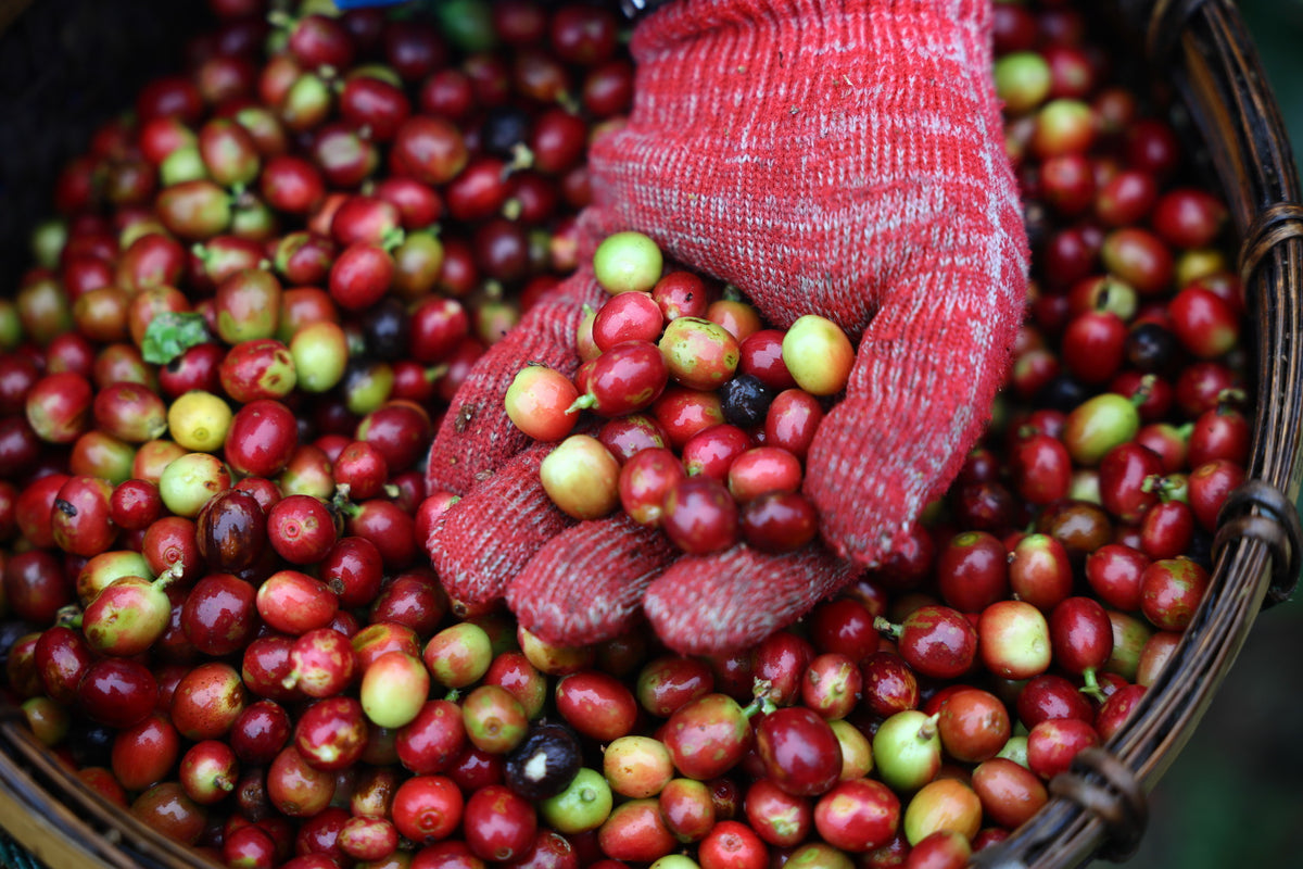 Handschuh-Hand in einem Korb voller frisch gepflückter Kaffeekirschen