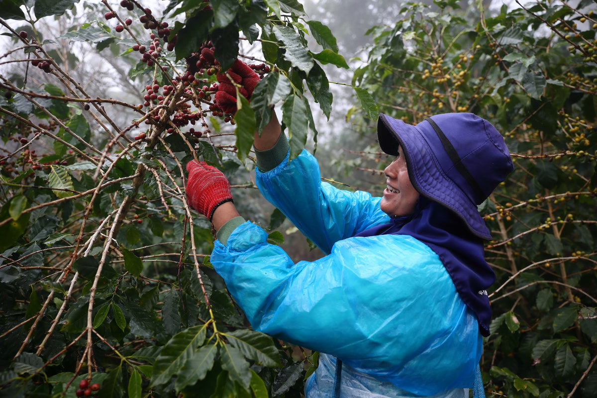 Pflückerin erntet reife Kaffeekirschen von Hand